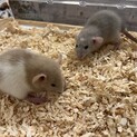 【急募】【ケージ・餌付き】ファンシーラット2匹