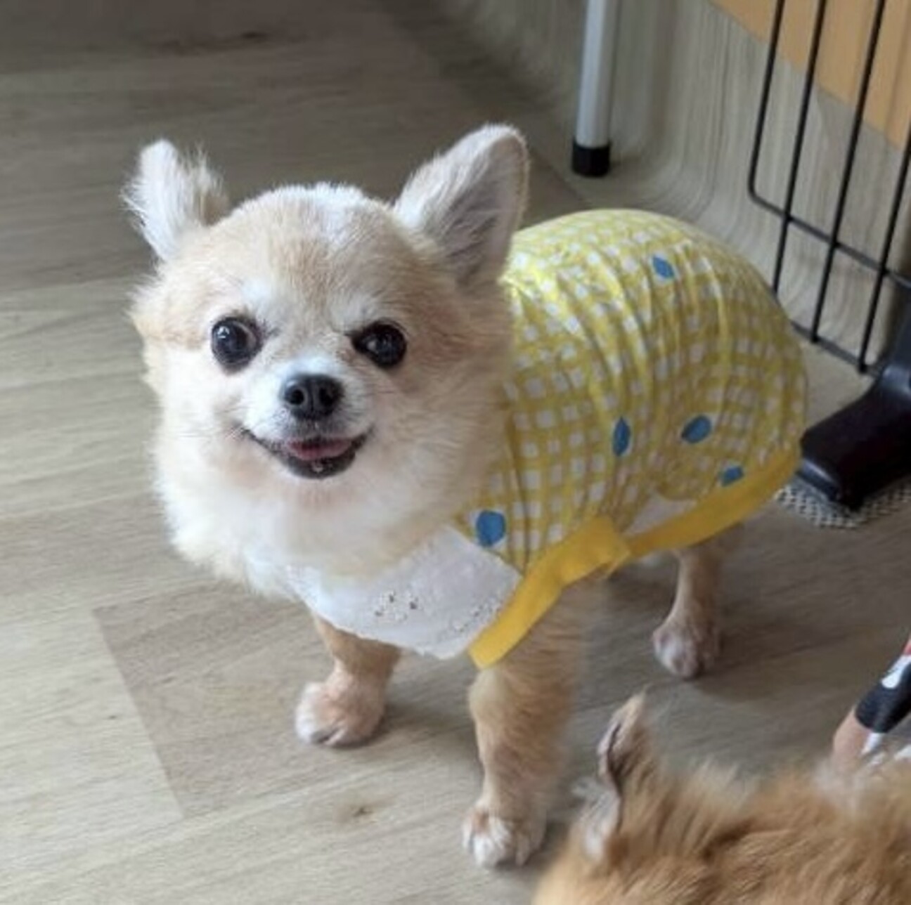 忠犬チワワの鈴ちゃん」愛媛県 - 犬の里親募集(543844) :: ペットの