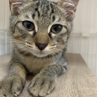 せんちゃ　甘えん坊のキジトラ女子