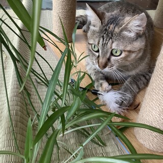 緊急募集中！！  ちょっとビビりのムギワラちゃん♡