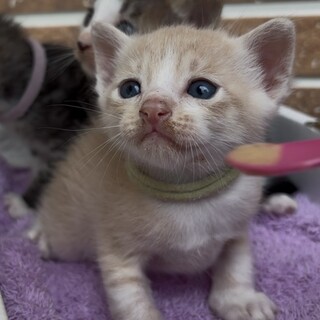 クリーム色のトラちゃん　まだ手のひらサイズです