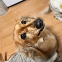 なでられるのが大好きな大人しい女の子です