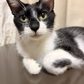 推定3歳5匹の子猫の母猫