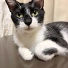 推定3歳5匹の子猫の母猫