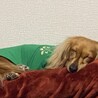 ラプンチェル