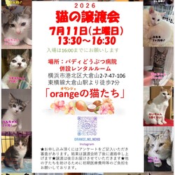 orangeの猫たちの譲渡会in大倉山 サムネイル1