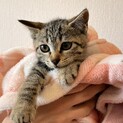 ★美人キジトラ親子猫★２ヶ月の女の子★