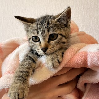 ★美人キジトラ親子猫★２ヶ月の女の子★