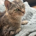 ★美人キジトラ親子猫★推定2歳の母猫★