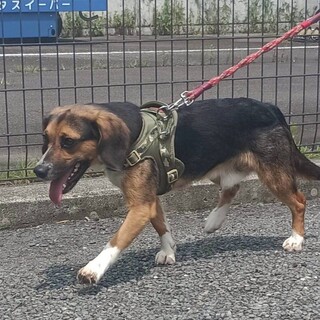 怖がりですがお山のお散歩大好きなピレンくん