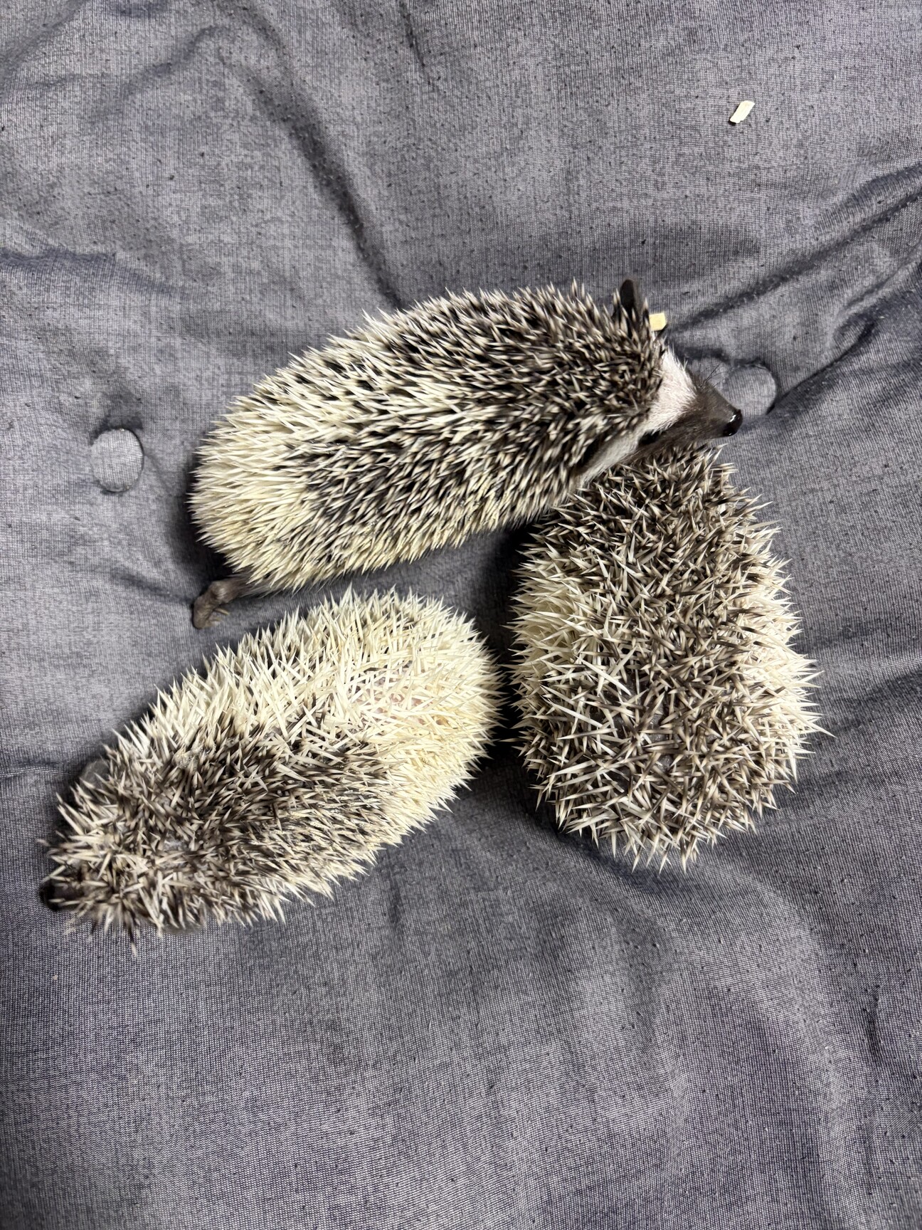 はりねずみページ はりねずみベビー」佐賀県 - 小動物の里親募集(543869) :: ペットの