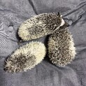 はりねずみベビー