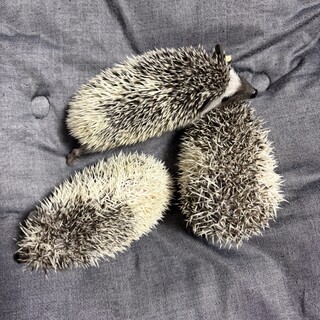 はりねずみベビー」佐賀県 - 小動物の里親募集(543869) :: ペットの