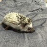 はりねずみベビー サムネイル2