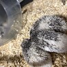 はりねずみベビー サムネイル3