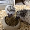 はりねずみベビー サムネイル4