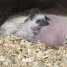 はりねずみベビー サムネイル5