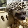はりねずみベビー サムネイル7