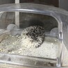 はりねずみベビー サムネイル6