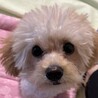 ハンナ527 さん