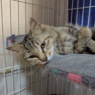 もふもふ長毛さん