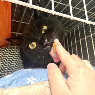 手への恐怖を減らすべく、ちゅーるを袋から→手の甲から→指から…と2週間かけて慣らしました。躊躇なく食べられるようになりました。