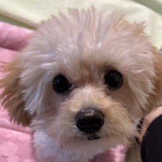 【トイプー4ヶ月雌】先住犬歓迎！活発な子です