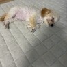 【トイプー4ヶ月雌】先住犬歓迎！活発な子です サムネイル2