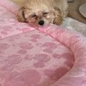 【トイプー4ヶ月雌】先住犬歓迎！活発な子です サムネイル3