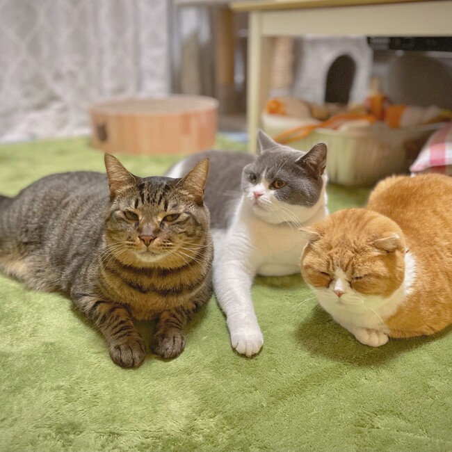 kogetaroのカバー写真