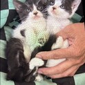 可愛い子猫ちゃん姉妹の里親募集