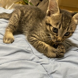 [キジトラ子猫]生後1ヶ月のオス3匹とメス2匹 