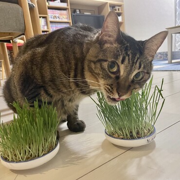 2026/6/30撮影。供給が間に合わないので、専用の皿4つで猫草をローテーション栽培しています。
