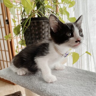 ♥(ΦωΦ)ヒマラヤン・ヒマちゃん♥長毛・(ΦωΦ)里親様募集(ΦωΦ)♥ 可愛いヒマラヤン」東京都 - 猫の里親募集(307822) :: ペットのおうち