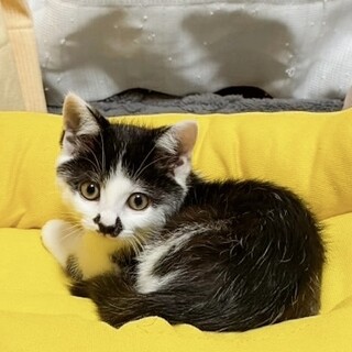 早期去勢手術チップ済◼️タンボくん