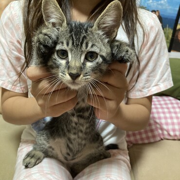 トッポ
