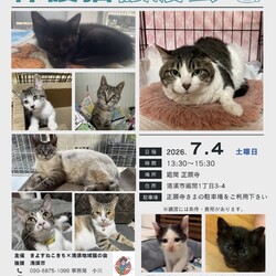 保護猫譲渡会