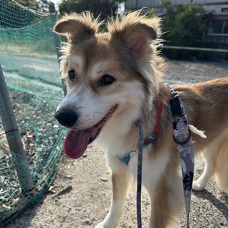 ふわふわ可愛い♡穏やかな【ミリーちゃん】