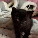 年齢制限なし！とっても甘えん坊でかわいい黒猫くん