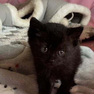 年齢制限なし！とっても甘えん坊でかわいい黒猫くん