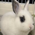 元気いっぱいなミニウサギ