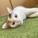ちょっぴり臆病な女の子。