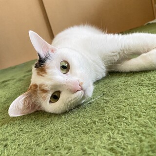 ちょっぴり臆病な女の子。