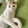 ちょっぴり臆病な女の子。 サムネイル2