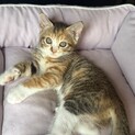 三毛猫ミックスキジトラ　※他に兄弟がいます