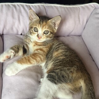 三毛猫ミックスキジトラ　※他に兄弟がいます