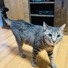 人馴れ120%！驚きに懐こさ！ サムネイル2