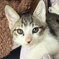 キジ白猫（オス）※他に兄弟もいます