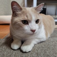 ムサシ