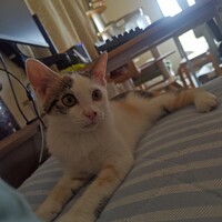 みかん